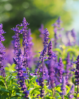 Staudesalvie, Salvia nem. 'Caradonna' - 12 cm potte