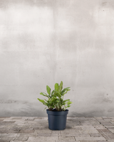 type=Ingen krukke/color=Ingen farve