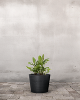 type=Greenify Udendørskrukke/color=Sort