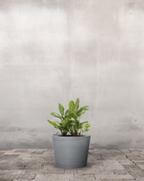 type=Greenify Udendørskrukke/color=Grå