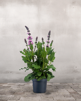 type=Ingen krukke/color=Ingen farve