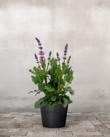 type=Greenify Udendørskrukke/color=Sort