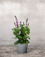 type=Greenify Udendørskrukke/color=Grå