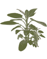 Grøn Salvie - 30-50 cm