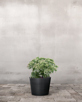 type=Greenify Udendørskrukke/color=Sort