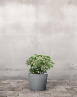 type=Greenify Udendørskrukke/color=Grå