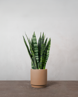 type=Simple krukke/color=Pale Terracotta