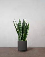 type=Simple krukke/color=Warm Black