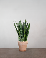 type=Terracotta krukke/color=Terracotta