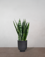 type=Vig krukke/color=Sort