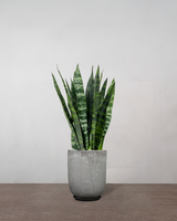 type=Glaseret krukke/color=Grå