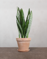 type=Terracotta krukke/color=Terracotta