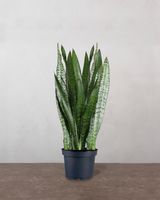 type=Ingen krukke/color=Ingen farve