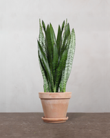 type=Terracotta krukke/color=Terracotta