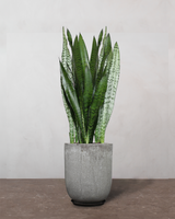 type=Glaseret krukke/color=Grå