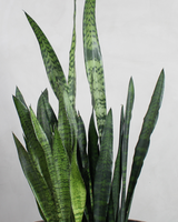 Sansevieria 'Black Coral' - 110-130 cm