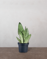 type=Ingen krukke/color=Ingen farve