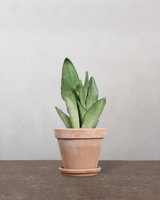 type=Terracotta krukke/color=Terracotta