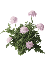 Skabiose, Scabiosa Colum. 'Pink Mist' - 13cm