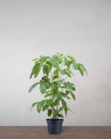 type=Ingen krukke/color=Ingen farve