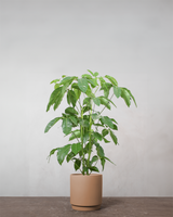 type=Simple krukke/color=Pale Terracotta