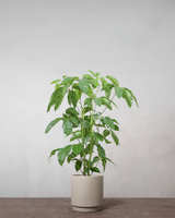 type=Simple krukke/color=Light Sand