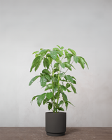 type=Simple krukke/color=Warm Black