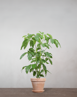 type=Terracotta krukke/color=Terracotta