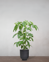 type=Vig krukke/color=Sort