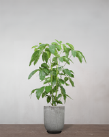 type=Glaseret krukke/color=Grå