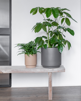 Schefflera Amate - 80-100 cm