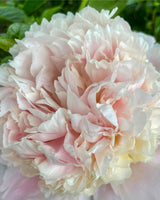 Silkepæon, Paeonia lactiflora 'Madame Calot' - 21 cm potte