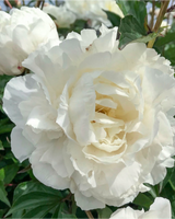 Silkepæon, Paeonia lactiflora 'Shirley Temple' - 21 cm potte