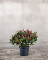 type=Ingen krukke/color=Ingen farve