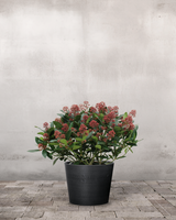 type=Greenify Udendørskrukke/color=Sort