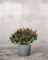 type=Greenify Udendørskrukke/color=Grå