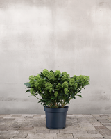 type=Ingen krukke/color=Ingen farve