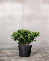 type=Greenify Udendørskrukke/color=Sort