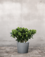 type=Greenify Udendørskrukke/color=Grå