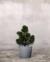 type=Greenify Udendørskrukke/color=Grå