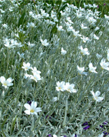 Snepude 'Silberteppich', Cerastium tomentosum 'Silberteppich' - 13 cm potte