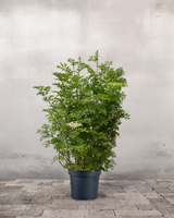 Søjlehyld, Sambucus Nigra 'Golden Tower' - 120-140 cm