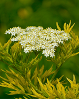 Søjlehyld, Sambucus Nigra 'Golden Tower' - 120-140 cm