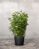 Søjlehyld, Sambucus Nigra 'Golden Tower' - 120-140 cm