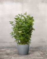 Søjlehyld, Sambucus Nigra 'Golden Tower' - 120-140 cm