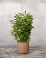 Søjlehyld, Sambucus Nigra 'Golden Tower' - 120-140 cm