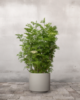 Søjlehyld, Sambucus Nigra 'Golden Tower' - 120-140 cm