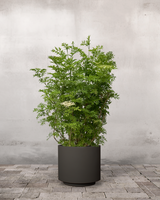 Søjlehyld, Sambucus Nigra 'Golden Tower' - 120-140 cm