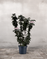 Søjlehyld, Sambucus Nigra 'Black Tower' - 120-140 cm