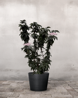 Søjlehyld, Sambucus Nigra 'Black Tower' - 120-140 cm
